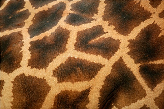背景,长颈鹿,皮肤,图案,微距