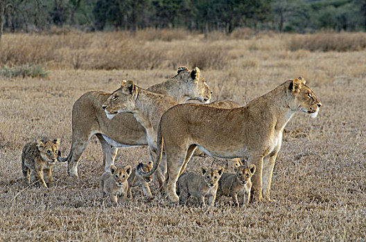 三个,雌狮,狮子,暸望,捕食,恩格罗恩格罗,坦桑尼亚,非洲