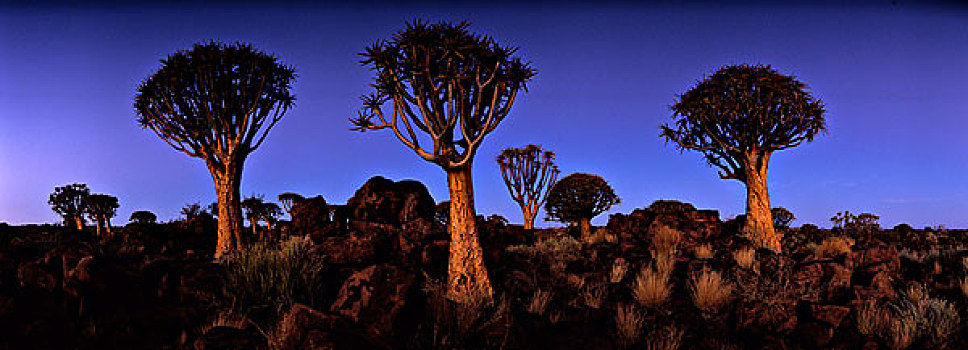 非洲,纳米比亚,基特曼斯胡普,暮光,抖树,二歧芦荟,黄昏