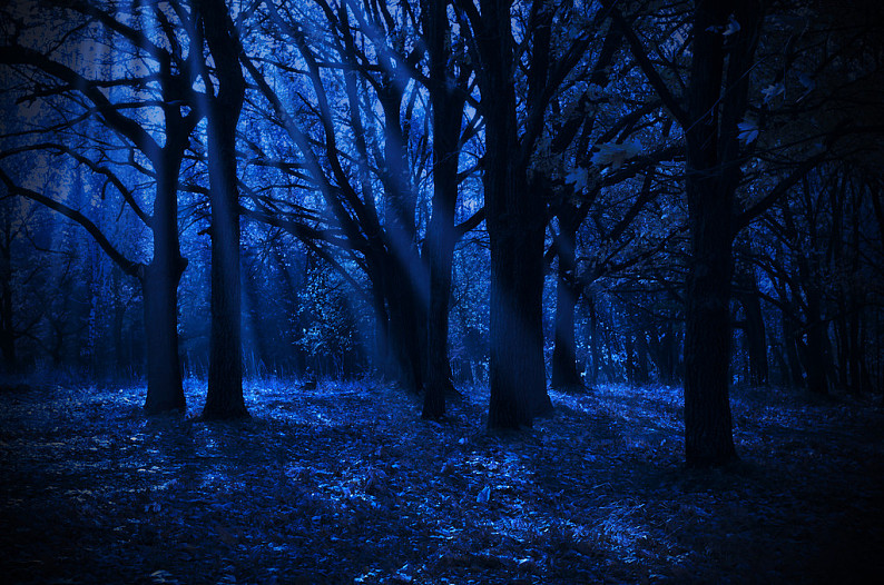 夜晚,树林,月光,光线
