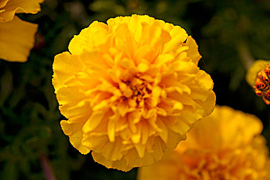 模糊的黄色野菊花