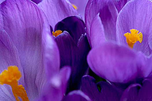 花,特写,藏红花