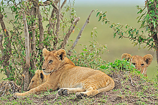湿地,自豪,狮子,马赛马拉国家保护区,肯尼亚,非洲
