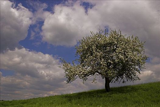 苹果树,开花,漂亮,云