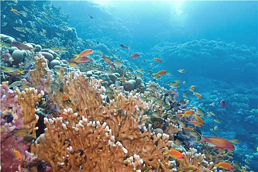珊瑚礁,黄色,珊瑚,鱼,仰视,热带,海洋