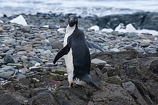 巴布亚企鹅,乔治王岛,南设得兰群岛,南极