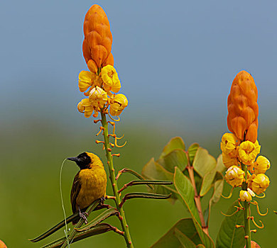红嘴鸥,乌干达