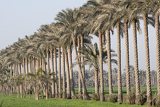 棕榈树,埃及