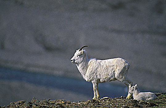 野大白羊,白大角羊,陡峭,崎岖,山峦,不列颠哥伦比亚省,加拿大