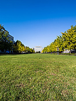 清华大学校园广场树木绿地