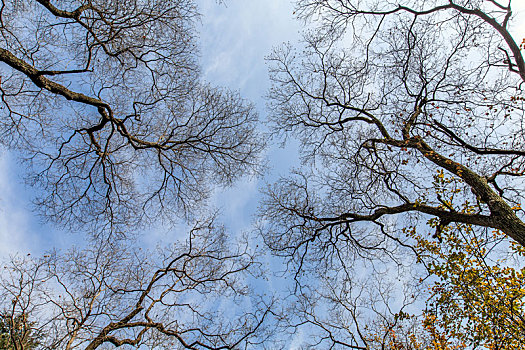 冬天天空下落叶后的树干树枝
