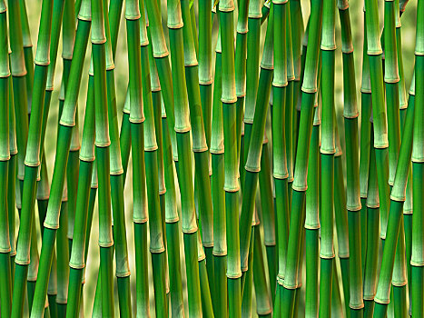 绿色,竹子,插画