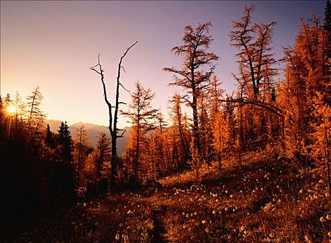 秋天,落叶松属植物,日出,班芙国家公园,艾伯塔省,加拿大