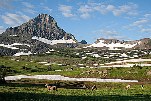 大角羊,群,阿尔卑斯草甸,冰川国家公园,蒙大拿
