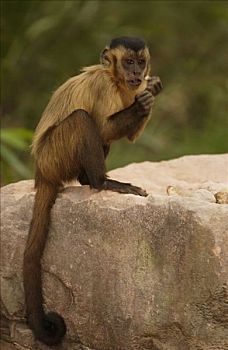 褐色,棕色卷尾猴,树上,吃,缝隙,石头,砧座,栖息地,巴西