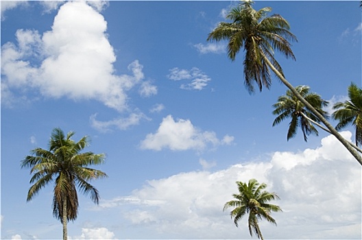 多,棕榈树,萨摩亚群岛
