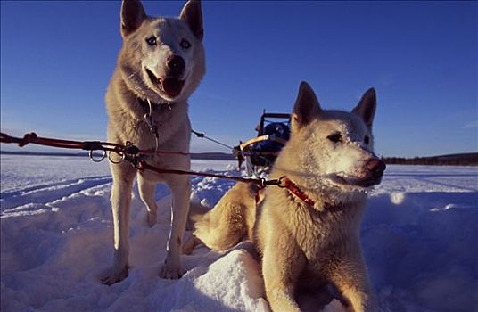 雪橇狗,休息,雪地,雪撬,背景,北极圈,北方,瑞典