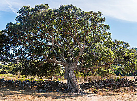 栓皮栎,西班牙栓皮栎,科西嘉岛,法国,欧洲