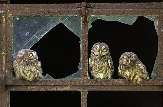 小鸮,小鴞,三个,幼禽,老,谷仓,窗户,欧洲