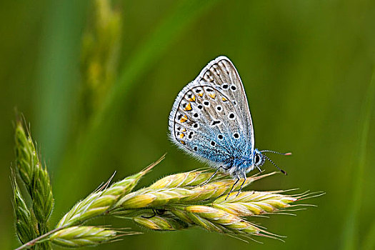 普通,蓝色,蓝灰蝶,蝴蝶,匈牙利