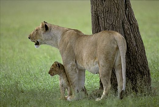 雌狮,狮子,幼兽,捕食,影子,马赛马拉国家保护区,肯尼亚