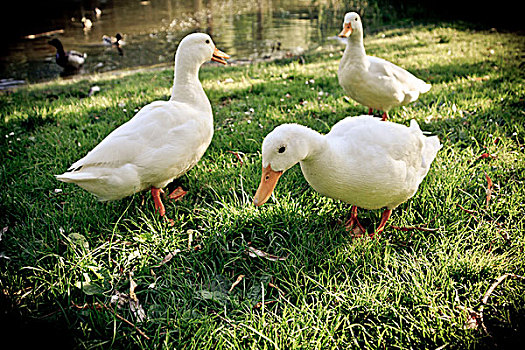 三个,白色,鸭子,草地