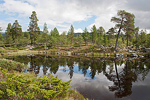树,反射,水中,岸边,欧洲赤松,樟子松,湖,国家公园,靠近,省,挪威,斯堪的纳维亚,北欧,欧洲