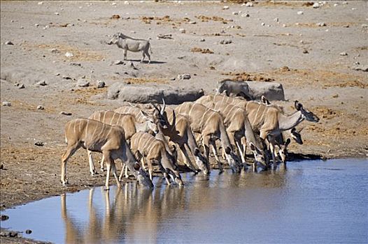 雌性,大捻角羚,喝,水坑,靠近,埃托沙国家公园,纳米比亚,非洲
