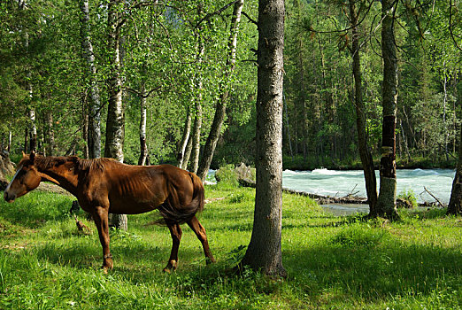 马,青草,自然,褐色,放牧,乡村