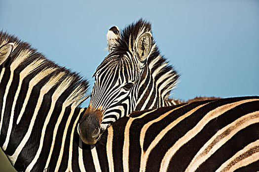 斑马,小马,休息,成年,自然保护区,南非