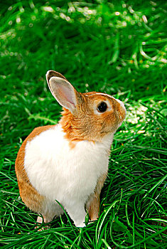 可爱,复活节兔子,坐,青草,户外