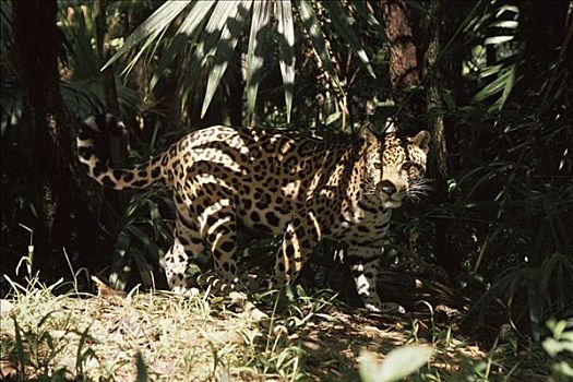 美洲虎,美洲豹,保护色,哥斯达黎加
