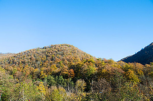 秋日树林,山