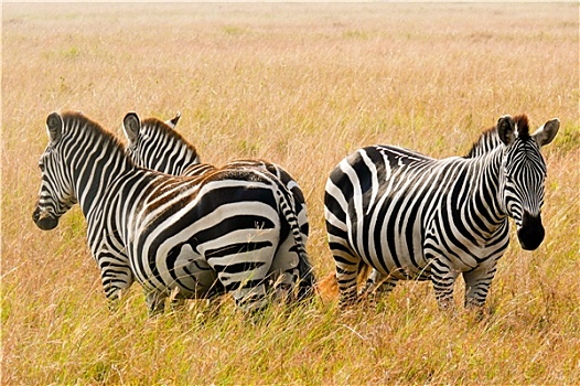 三个,斑马,站立,马赛马拉,国家,禁猎区,肯尼亚