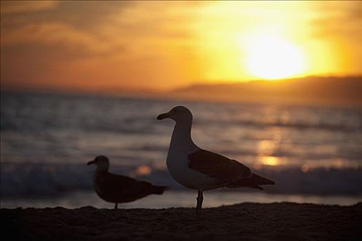 海鸥,海滩,洛杉矶,加利福尼亚,美国