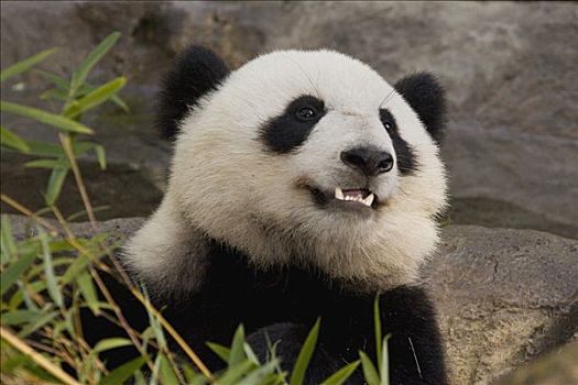 大熊猫,肖像,濒危物种,中国,圣地牙哥动物园,加利福尼亚