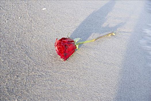 红玫瑰,海滩