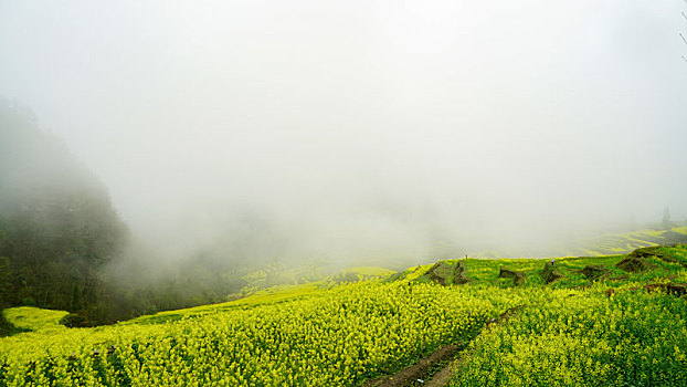 重庆酉阳,小雨晨雾满山涧,金波道道秀梯田