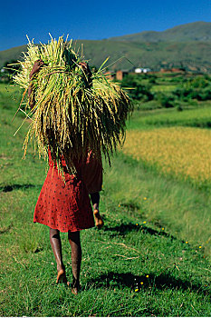 女孩,一些,稻米,马达加斯加