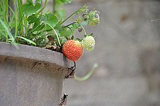 草莓,植物,观赏植物,夏季,水果,盆栽