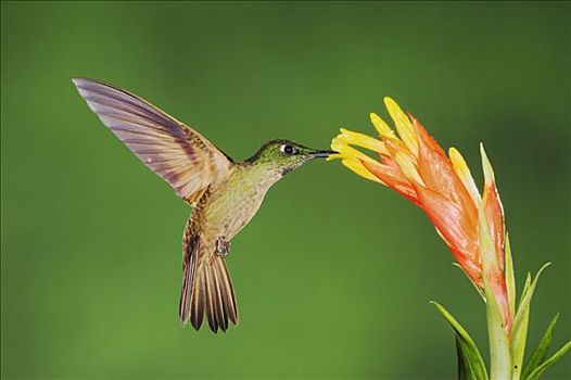 雄性,飞行,进食,凤梨科植物,花,安第斯山,厄瓜多尔,南美