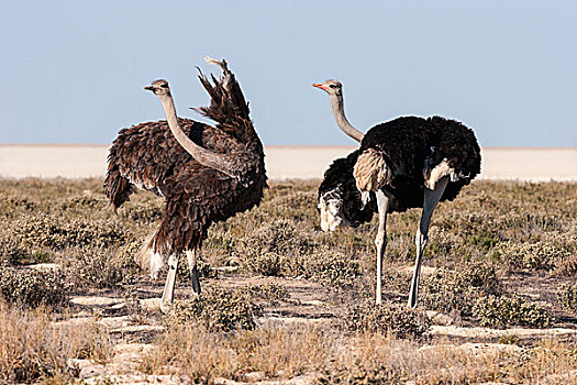 鸵鸟,鸵鸟属,骆驼,雄性,雌性,求爱,埃托沙国家公园,纳米比亚,非洲