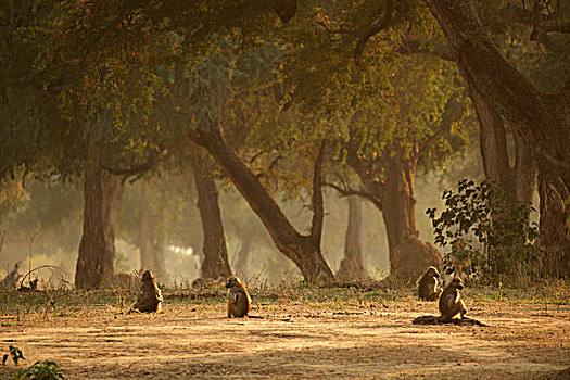 狒狒,黄狒狒,国家公园,津巴布韦