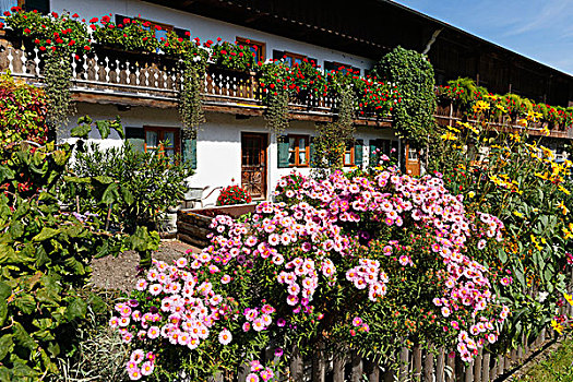 菜园,紫苑属,上巴伐利亚,巴伐利亚,德国,欧洲