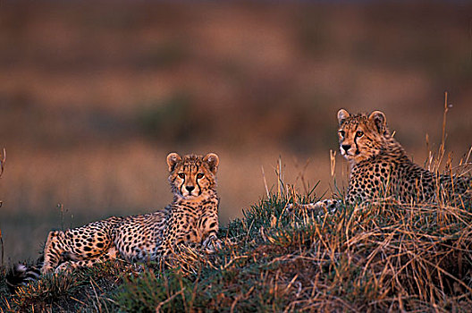 非洲,肯尼亚,马塞马拉野生动物保护区,印度豹,幼兽,猎豹,休息,蚁丘,日落