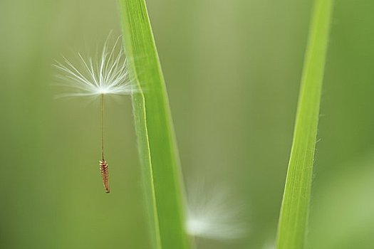 蒲公英,蓬松,草