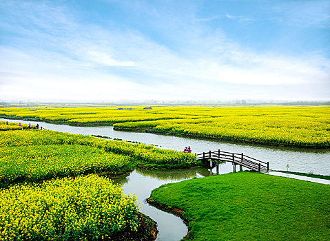 江苏省泰州市兴化市千垛景区垛田上的油菜花