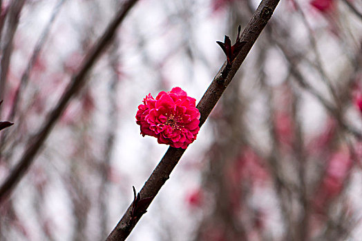 桃花,桃花盛开