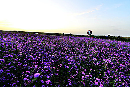 薰衣草花海