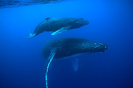 水下视角,驼背鲸,母牛,幼兽,游泳,太平洋,夏威夷大岛,夏威夷